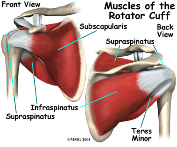 Physio Questions Introduction to the Shoulder Complex (Part I) What structures are involved