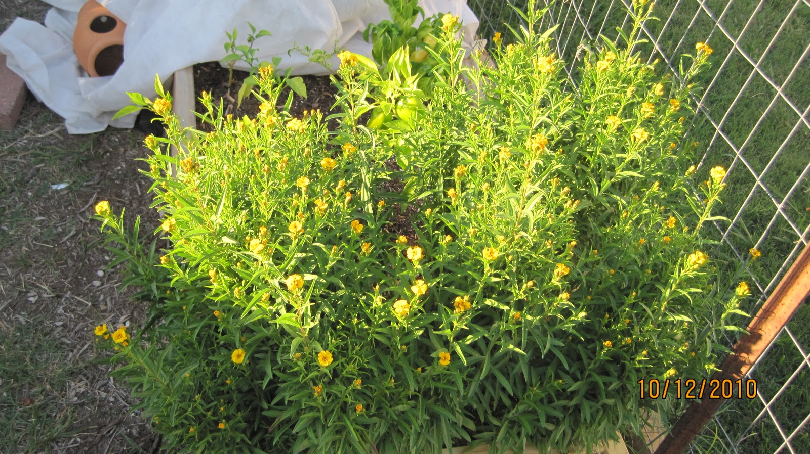 All About Me 'N' Crafts Mexican Mint Marigold (Texas Tarragon)