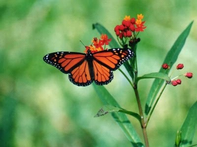poemas+primavera primavera+mariposa+flor