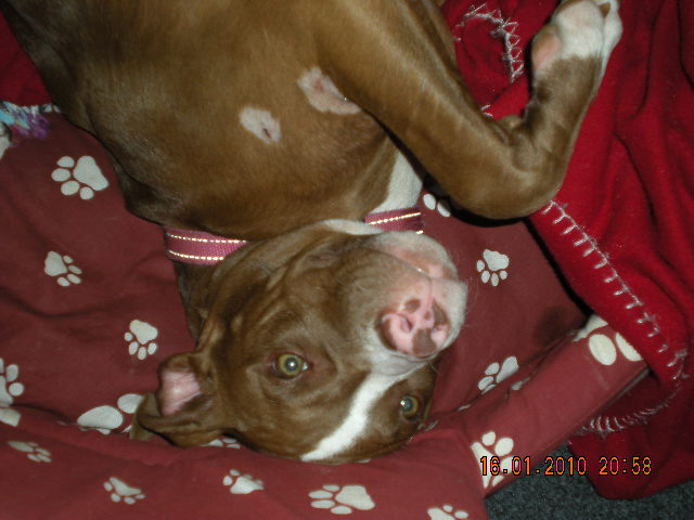 Pitbull Pictures