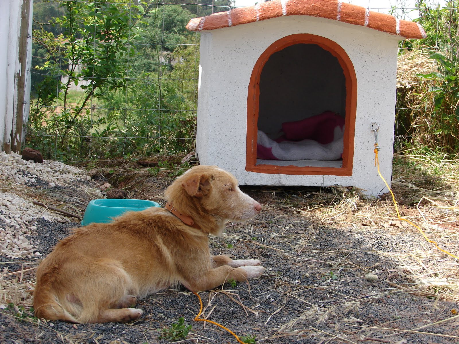 Das wahre Leben So´n büschen bekloppt ist ja ok. Hund 3
