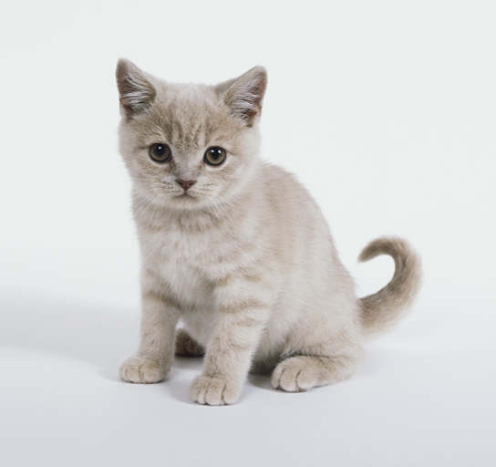 catlist-european-shorthair-sweden-italy-cat