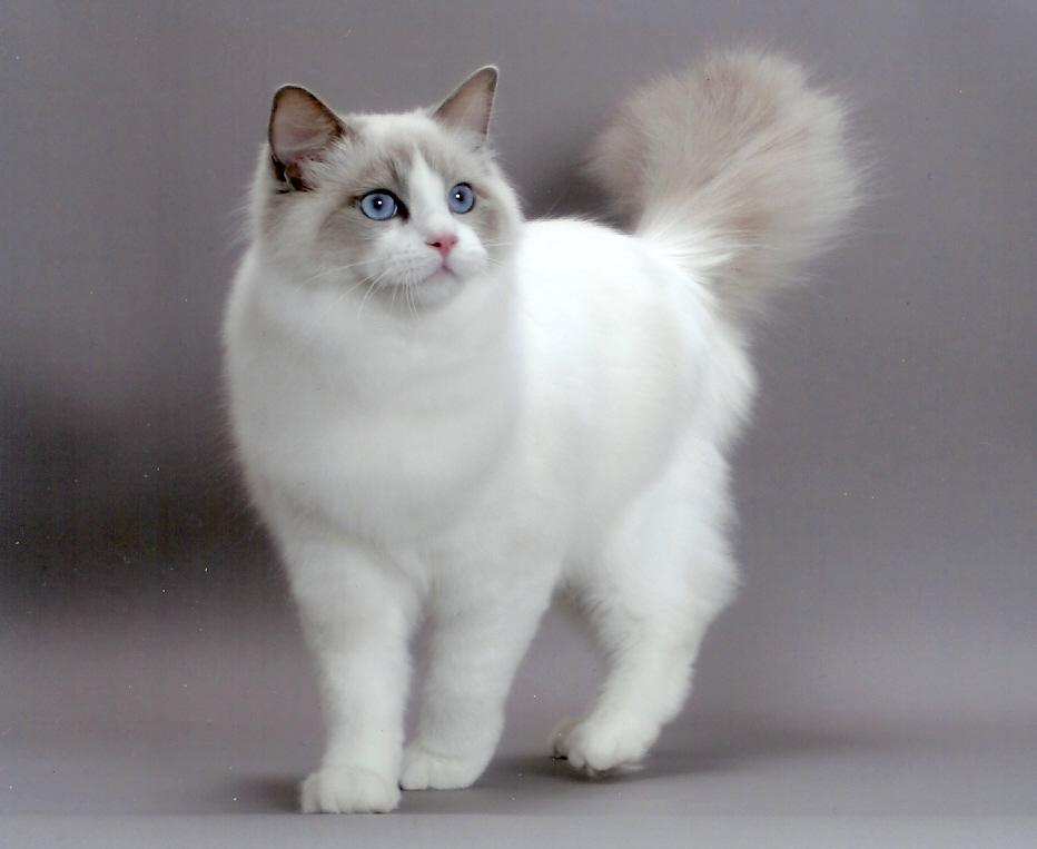 catlist Ragdoll Crossbreed Cat Picture