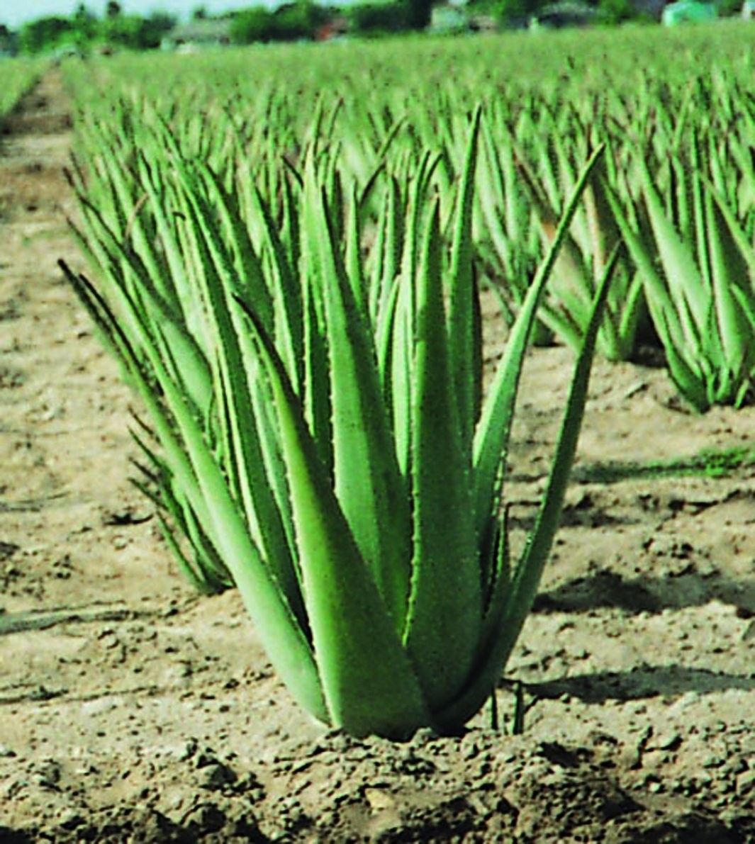 Aloés para Sempre Uma Planta Sagrada Aloés para Sempre Uma Planta Sagrada
