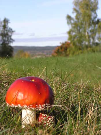 [lexand.se.jpg]