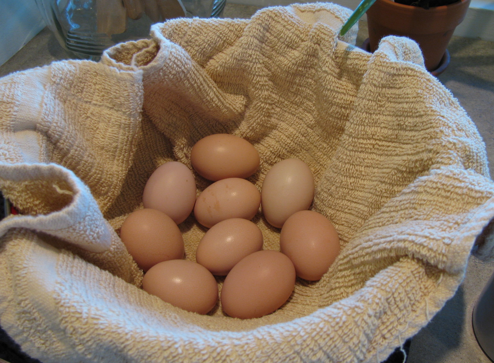 [eggs+washed.JPG]