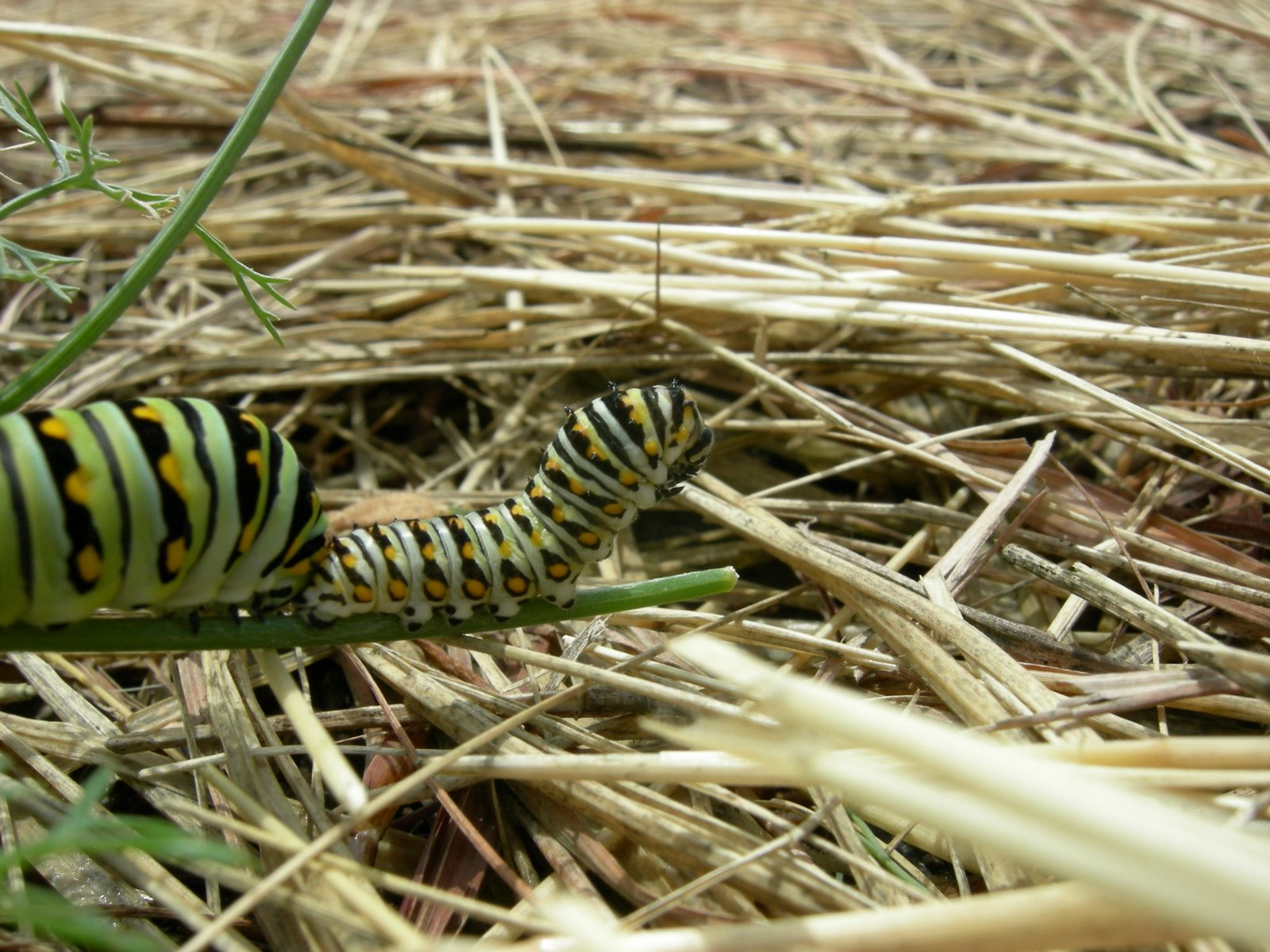[DSCN4006.JPG]