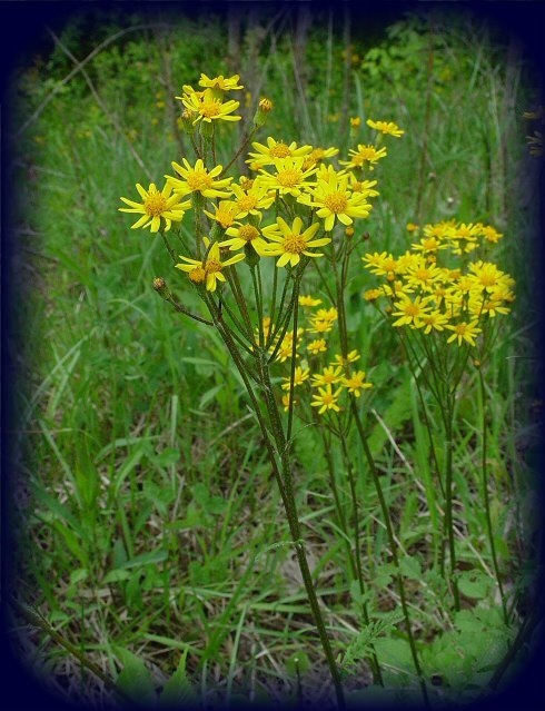 PLANTAS TOXICAS FLORDASALMASSenecio spp  Plantas Tóxicas24
