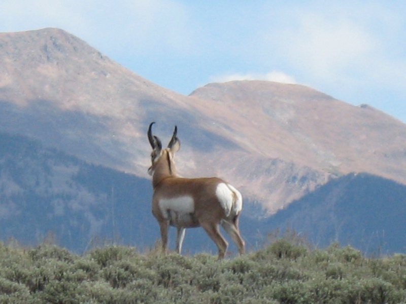 [antelope2.jpg]