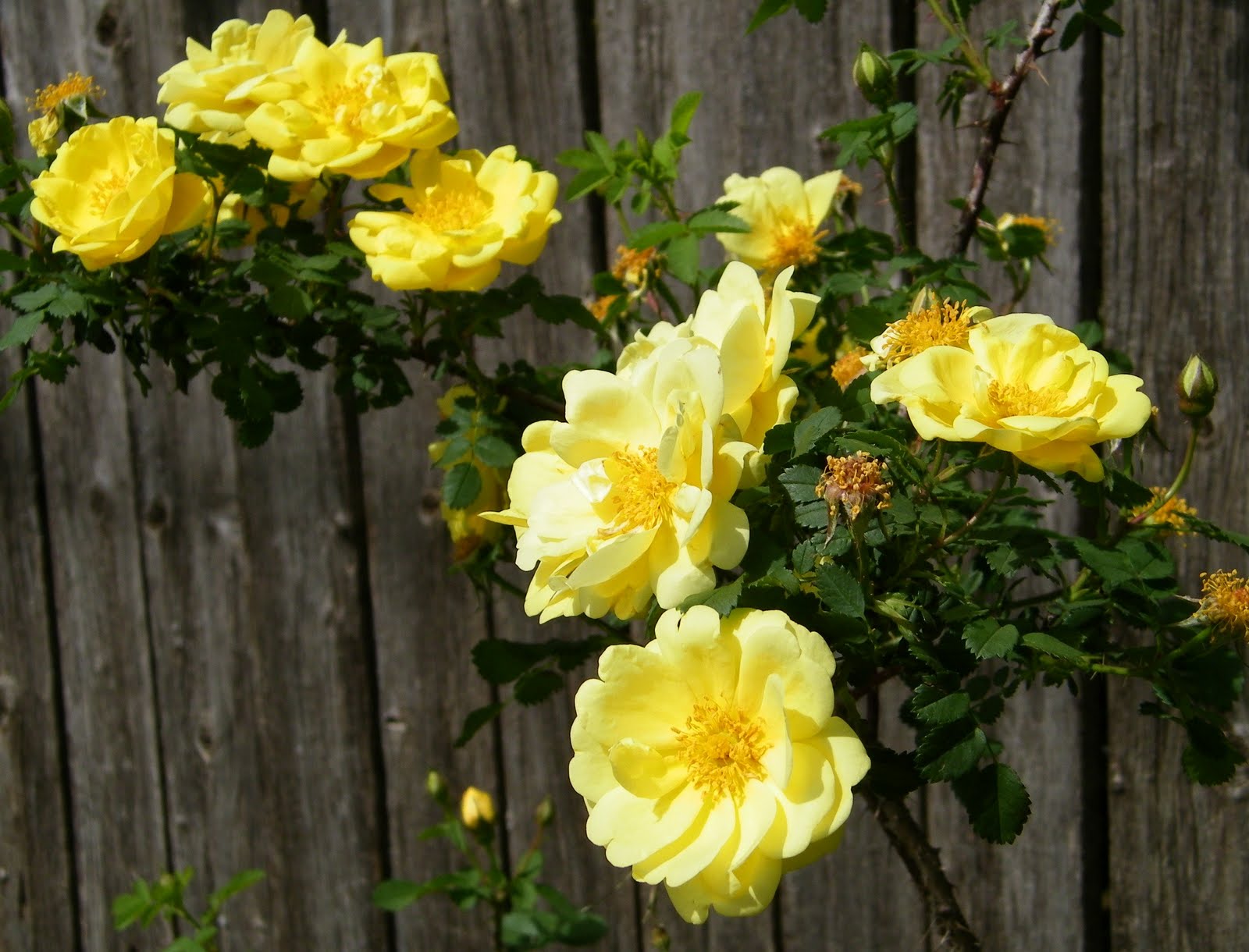 NewsChannel 10 Viewer Weather Pics Yellow Climbing Roses Lubbock, Texas