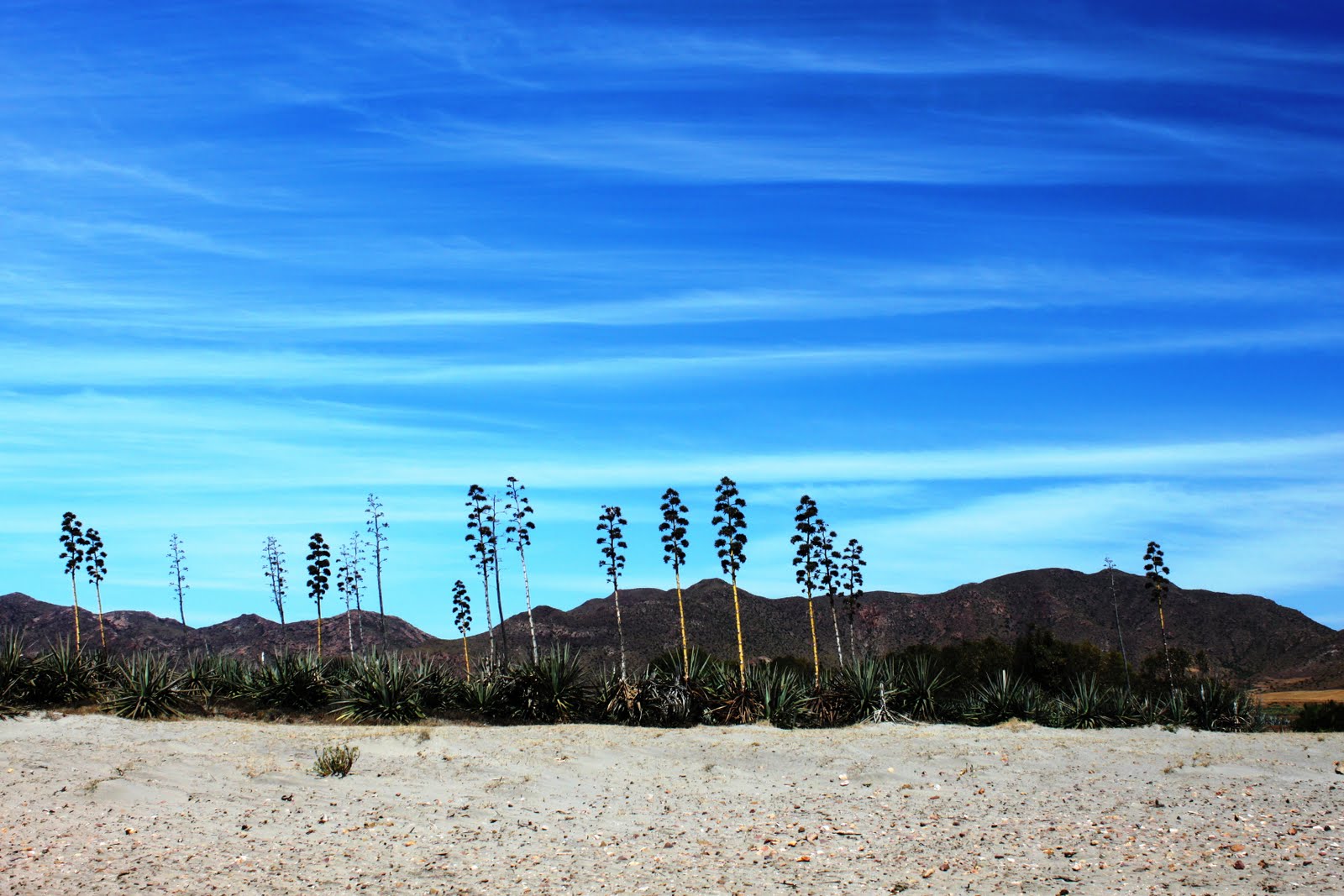 divagando, divagando... Esos (ojos) azules y ese sol de la infancia