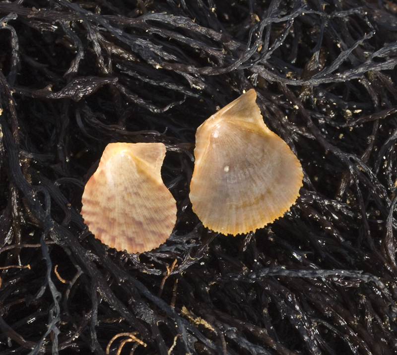 Paseos por la naturaleza Talochlamys multistriata. Zamburiña pequeña.