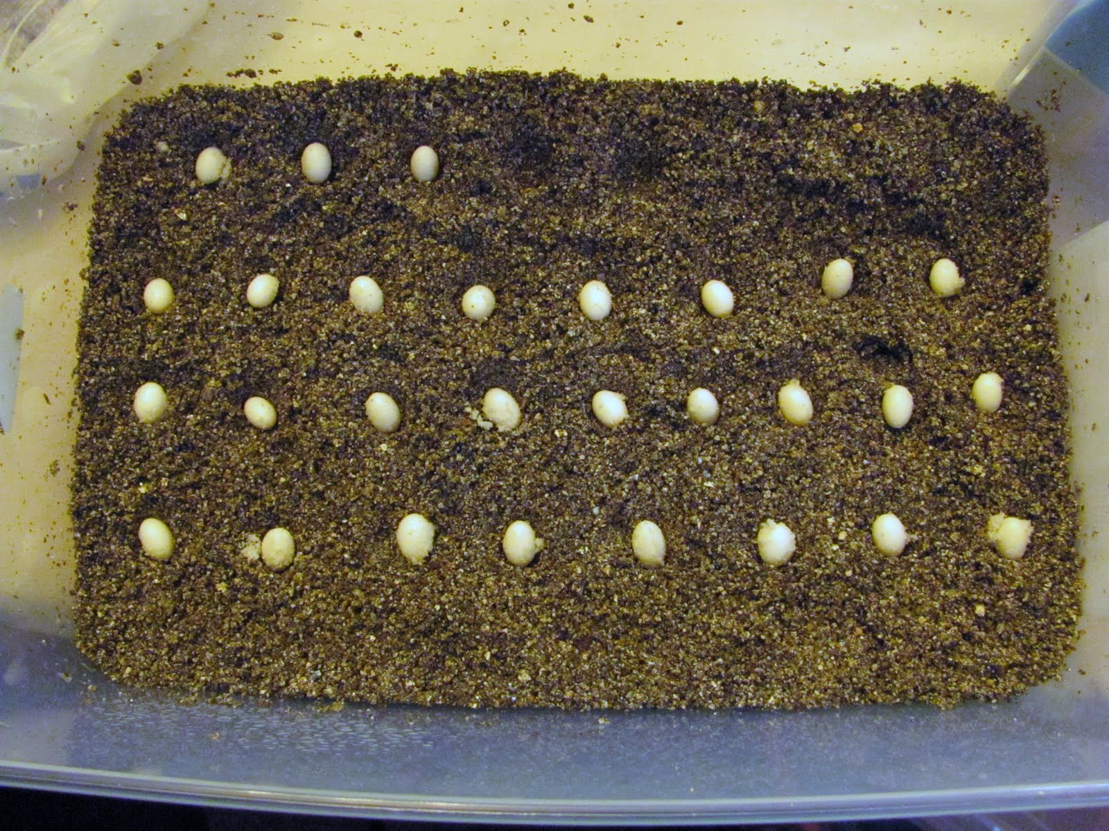 Heather's Thoughts: Furcifer Pardalis (aka Panther Chameleon) eggs