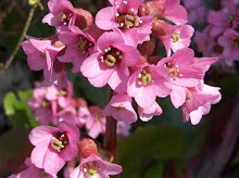 Bergenia