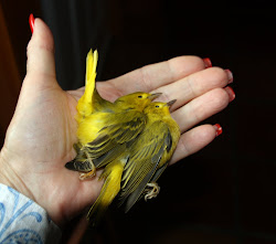 canaries august minor