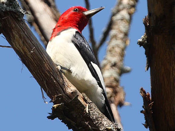 Ecobirder: Red-headed Woodpecker