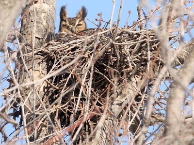 great horned owl in nest