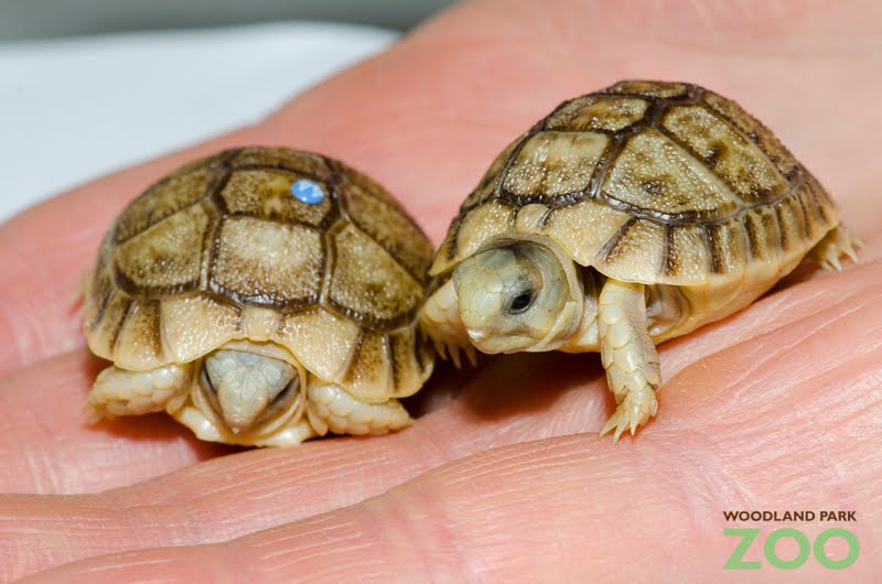 Tiny endangered Egyptian tortoises hatch