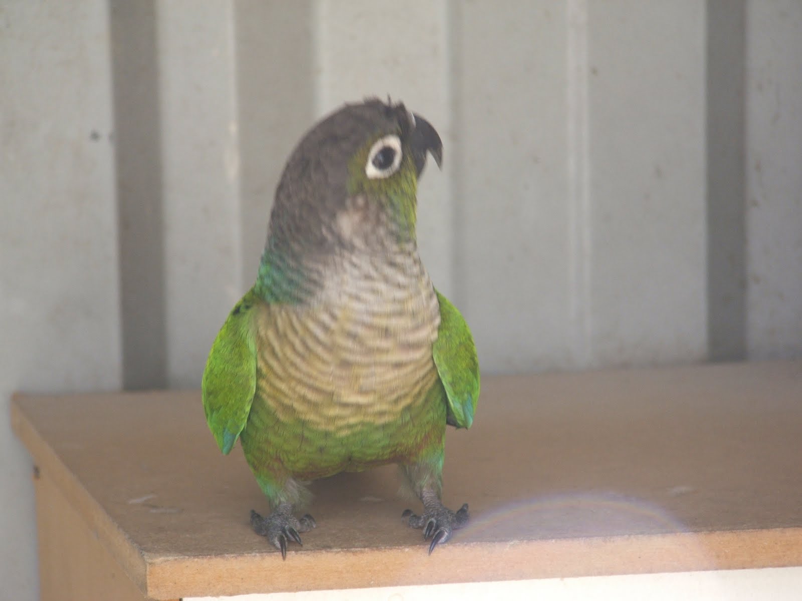 Parrot Breeding Green Cheeked Conures
