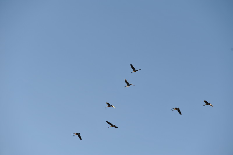 [BB1_7126.JPG]