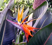 Bird of Paradise