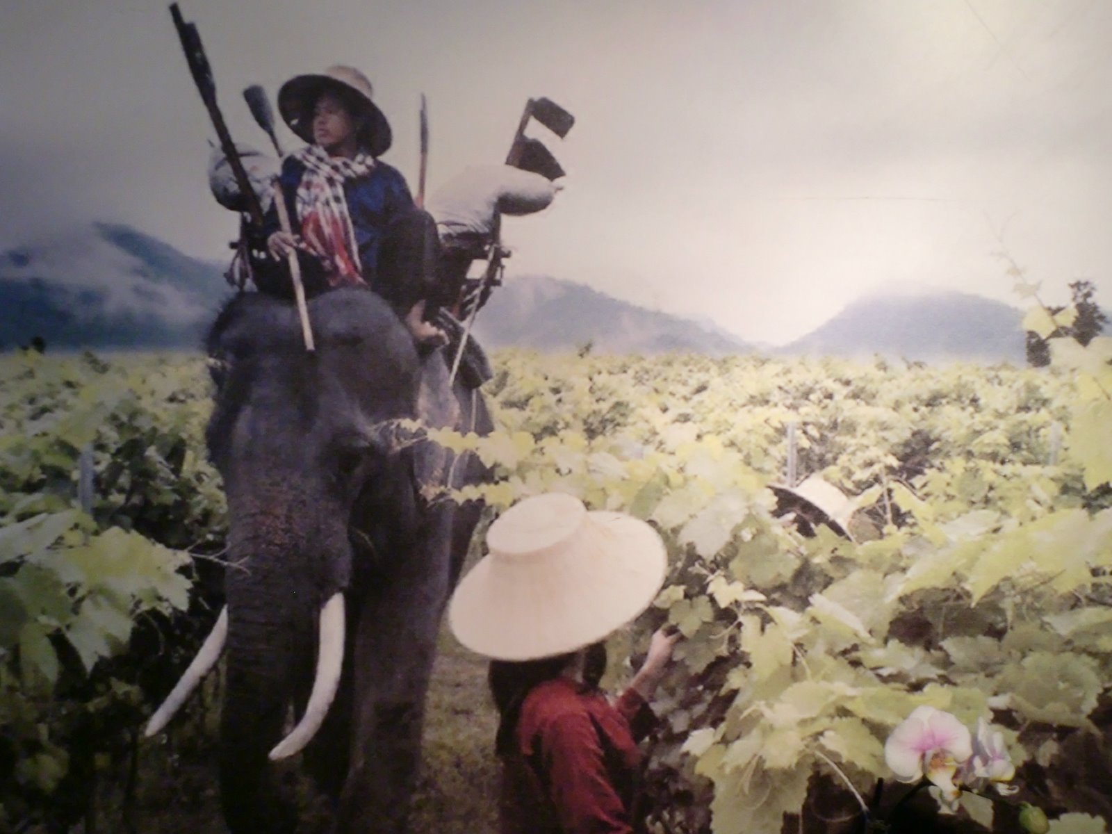 [Thai_wine_(4)+elephants.jpg]