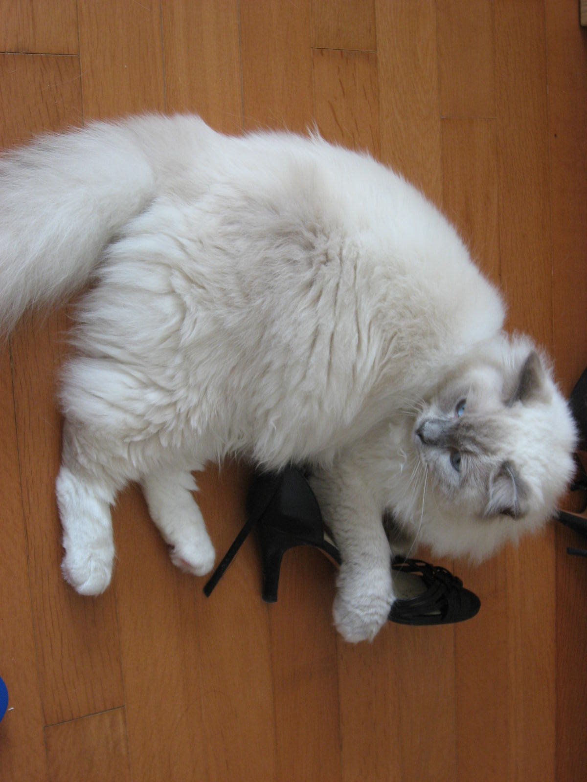 [My+black+shoe.JPG]