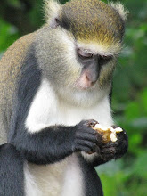 Stolen Banana