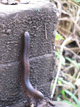 We've only seen these at the zoo!