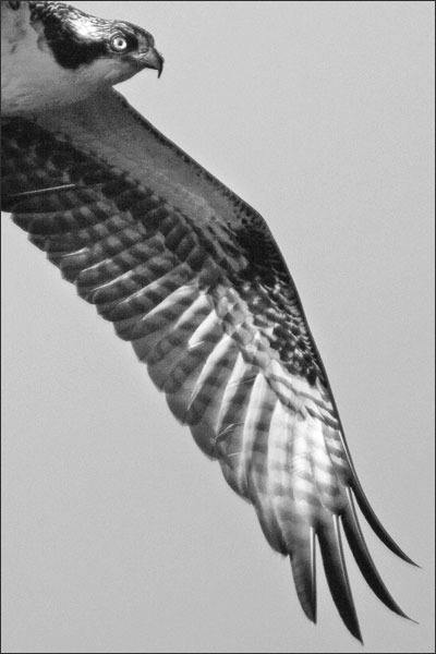 [fall-migration-osprey-close-up.jpg]