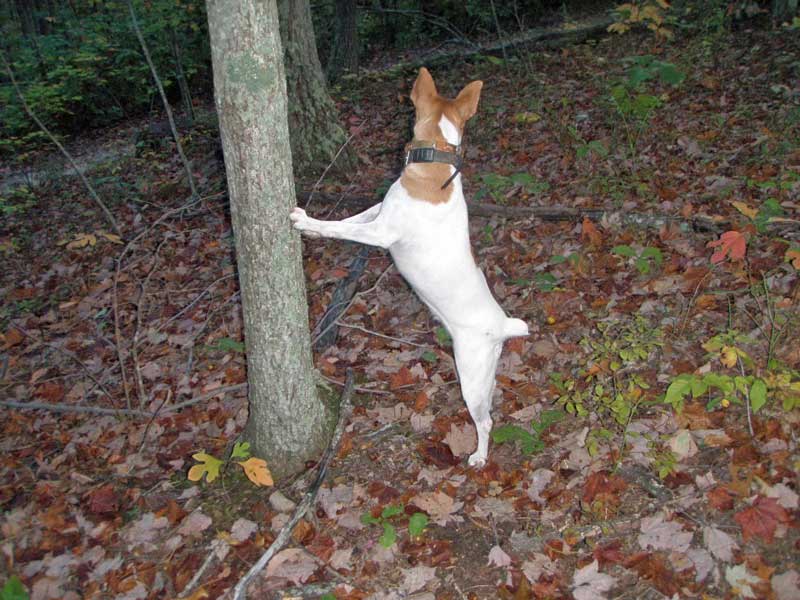 Buckley Mountain Feist Squirrel Dogs Squirrel hunting in KY