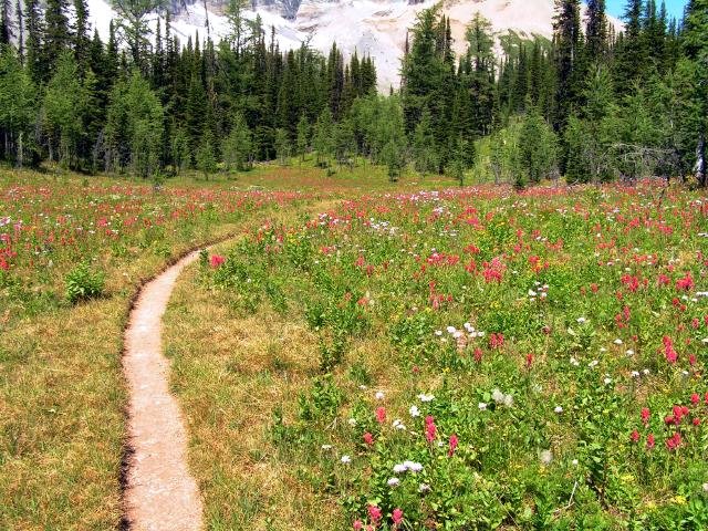 [Numa+Pass+trail+will+wildflowers+by+Scott+Rollins+permission+granted.JPG]