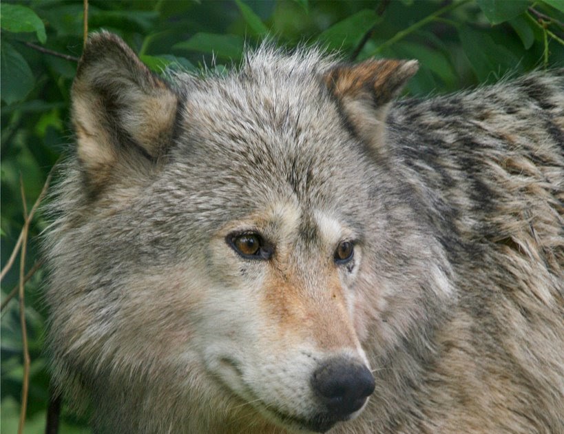 Barbara Martin: The Eastern Wolf - Species of Concern