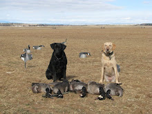 Dogs and Canada Geese