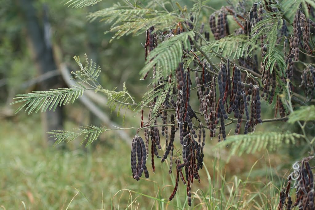 [Acacia+mearnsii0168.JPG]
