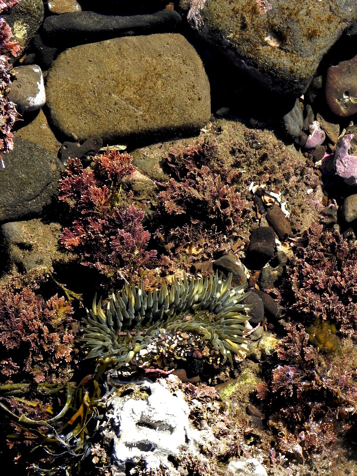 Light Impressions San Pedro Tide pools