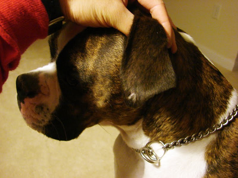 Boxer Dog Stories: Dog Ear Piercing