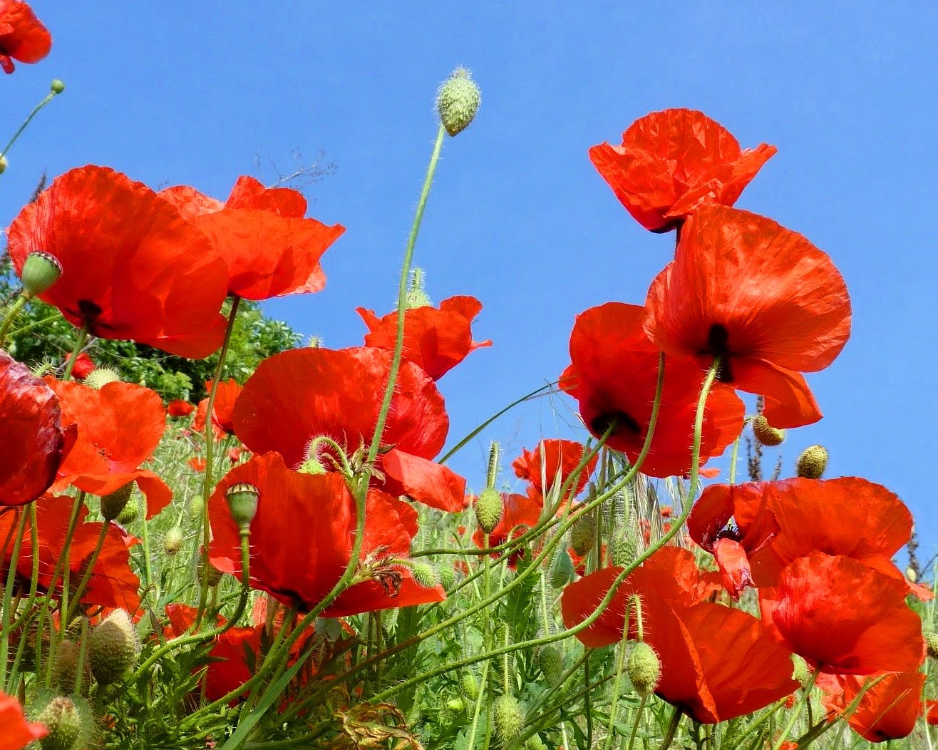 historymike: Red Poppies