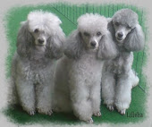 My Poodles, Line, Martine, Anna