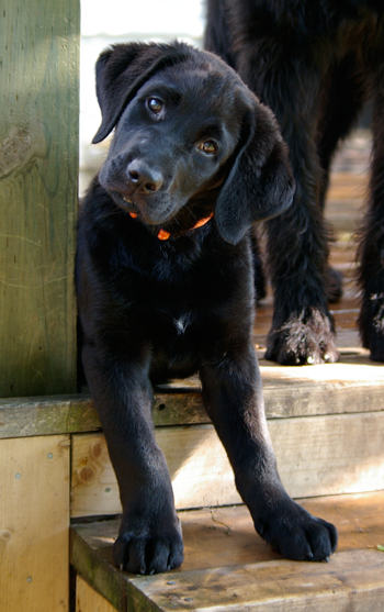Hombre puto labrador Hombre puto labrador