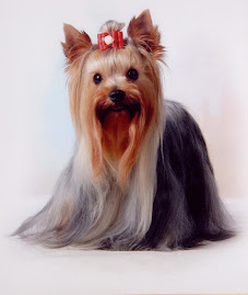 Yorkshire Terrier ( Existen 3 Tamaños)