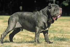 Mastin Napolitano ( Gris plomo, atigrado, negro o caoba)