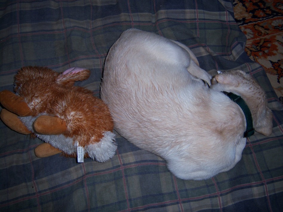[Napping+with+Bunny.JPG]