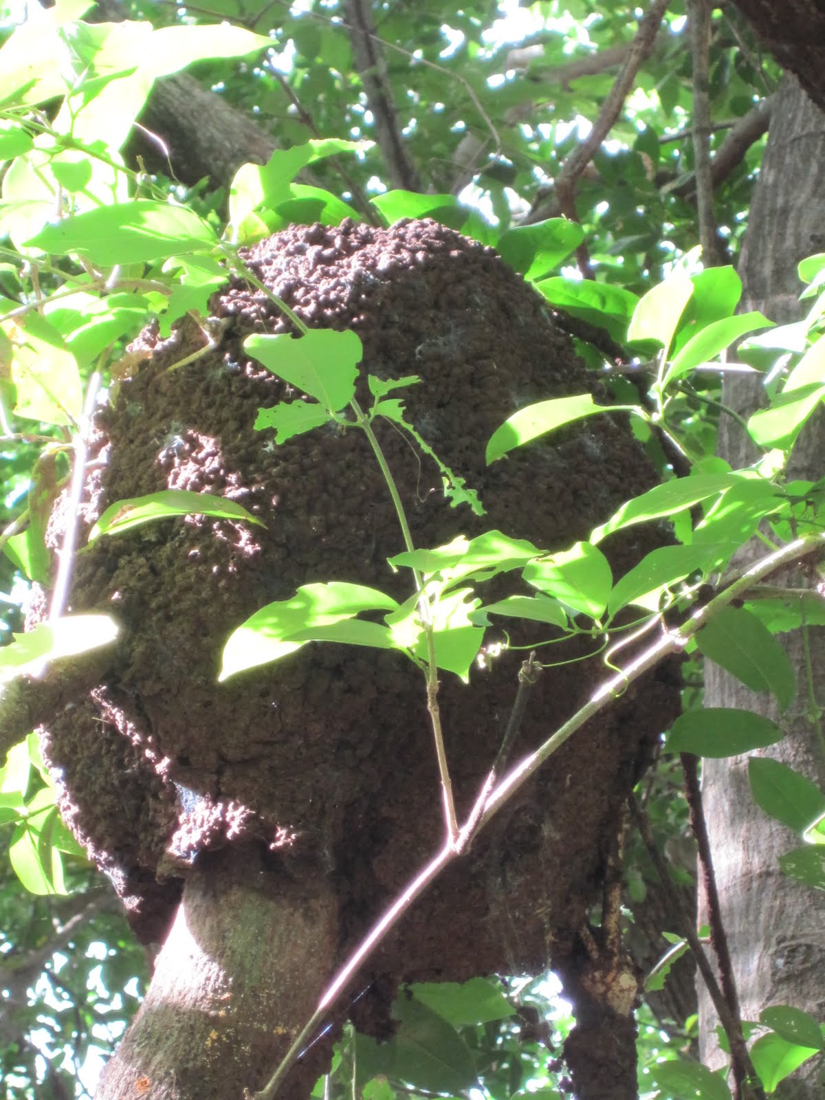 Biome Detectives of Costa Rica Palo Verde National Park