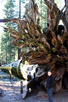 [roots.bmp]