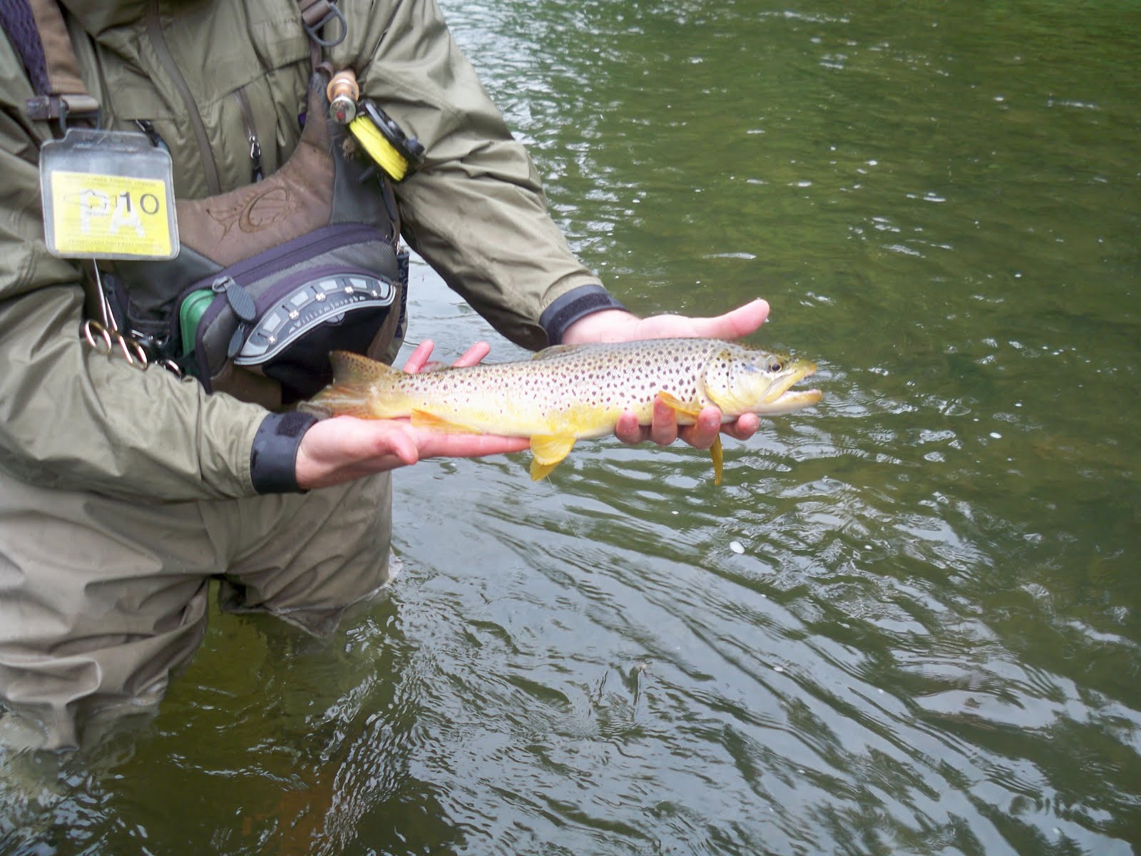 Grobe Anglers And Adventures Penns Creek Fishing Report 51810