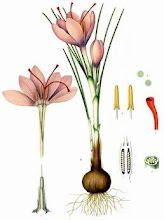 Crocus Sativus