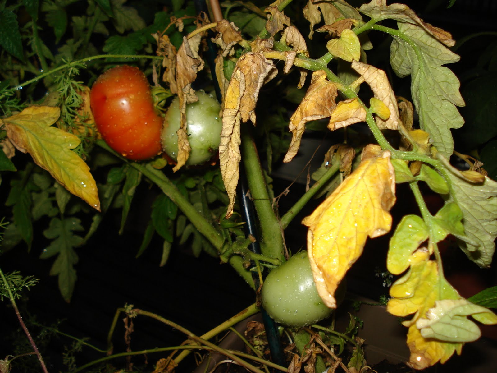 Bumble Lush Garden Tomato Plant Progress