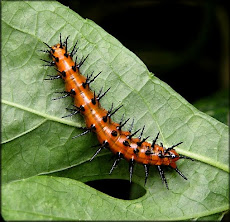Gulf Fritillary Caterpillar