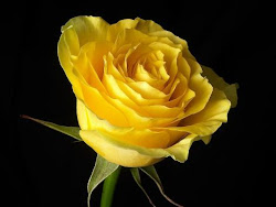 rose yellow background roses golden way die nice